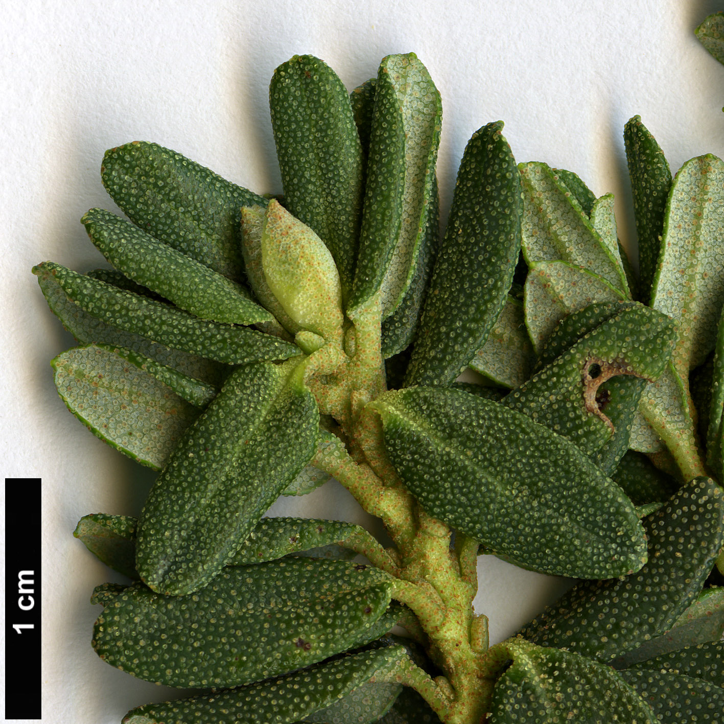 High resolution image: Family: Ericaceae - Genus: Rhododendron - Taxon: telmateium 